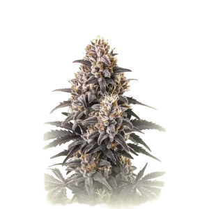 CBD Purple Punch