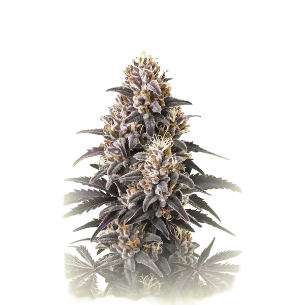 CBD Purple Punch