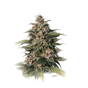 CBD Smoke