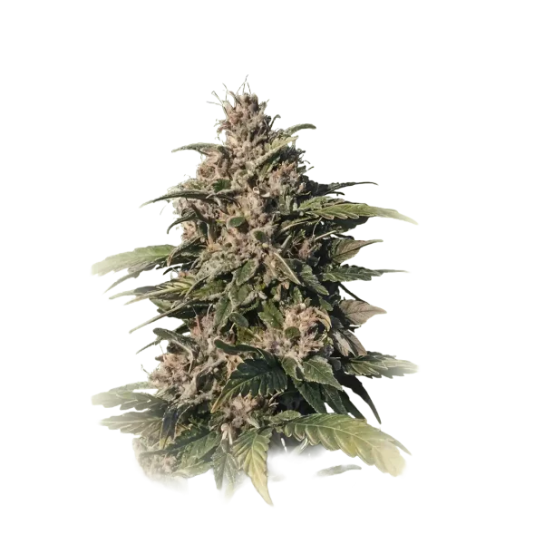 CBD Smoke