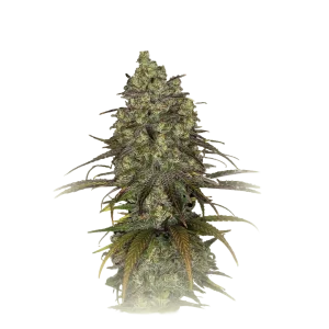 CBD Tangerine Cookies