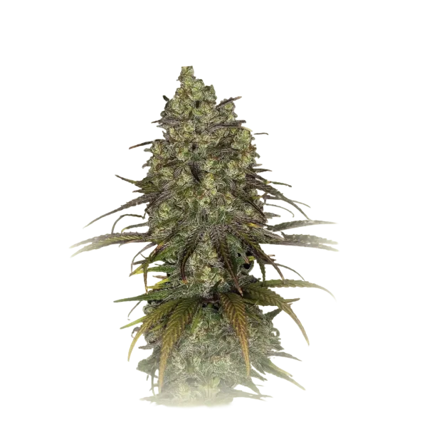 CBD Tangerine Cookies