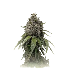 CBD White Widow