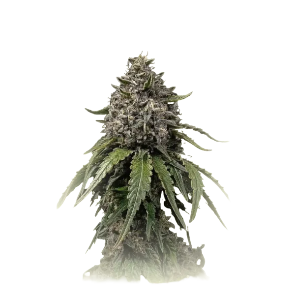 CBD White Widow