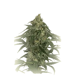 CBD Zkittlez