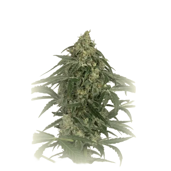 CBD Zkittlez