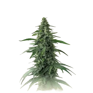 Charlotte Auto CBD