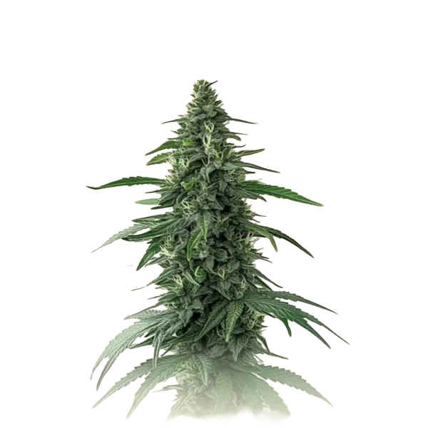 Charlotte Auto CBD