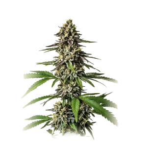 Cherry X Black Lime Reserve