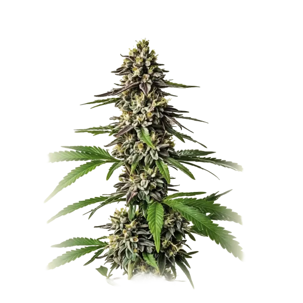 Cherry X Black Lime Reserve