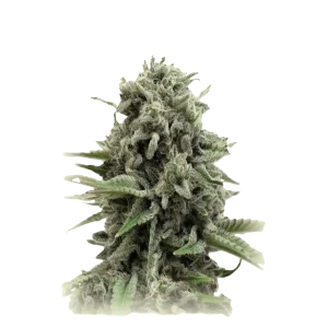 Cheese Kush