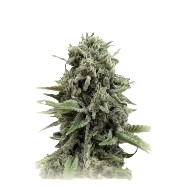 Cheese Kush