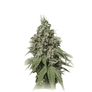 Cheese X Widow