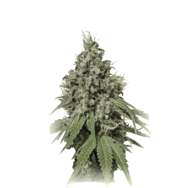 Cheese X Widow