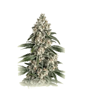 Chem Sour Diesel X Lime Mac