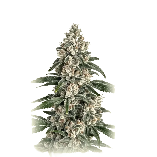Chem Sour Diesel X Lime Mac