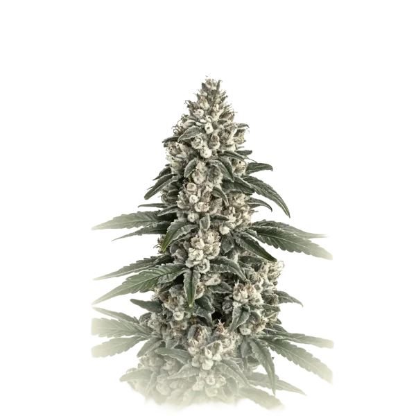 Chemdawg