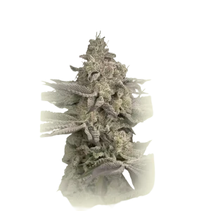 Chemical Bride