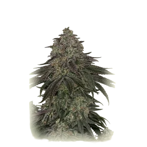 Cherry Kush