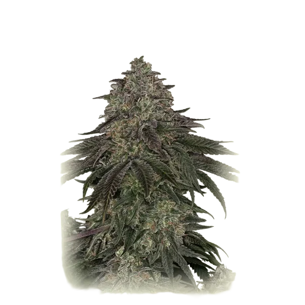 Cherry Kush