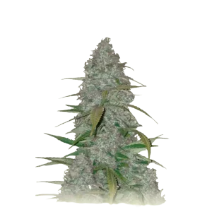 Cherry Punch