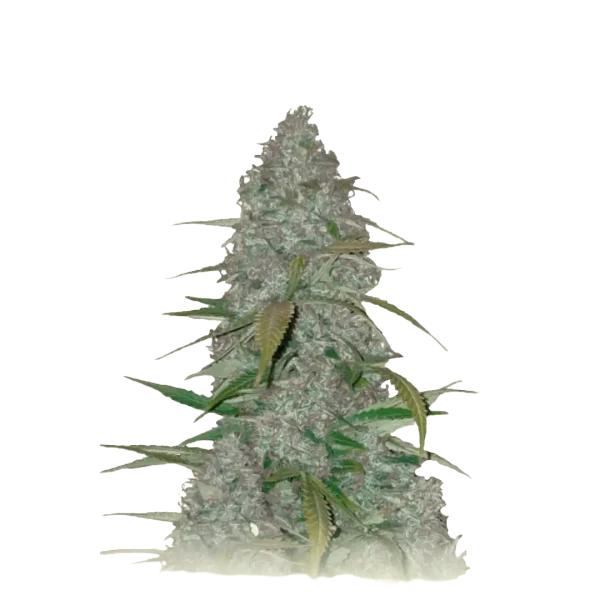 Cherry Punch