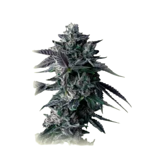 Chocolope Kush