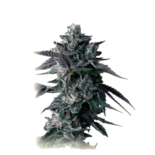 Chocolope Kush