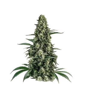 Chocolope