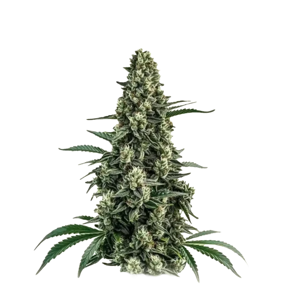 Chocolope