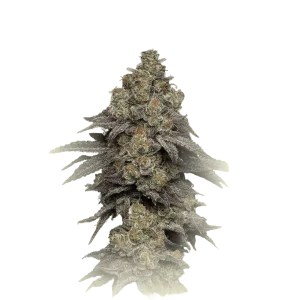 Coockies CBD