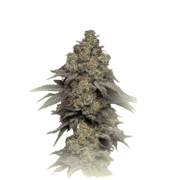 Coockies CBD