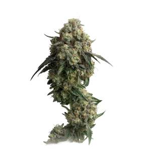 Cookies Gelato Autoflower