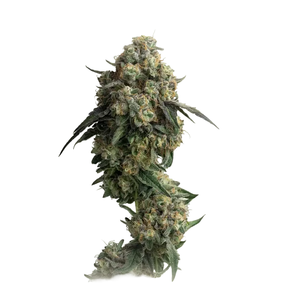 Cookies Gelato Autoflower