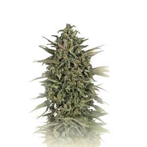 Cookies Kush
