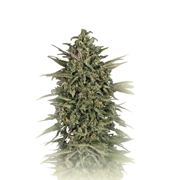 Cookies Kush