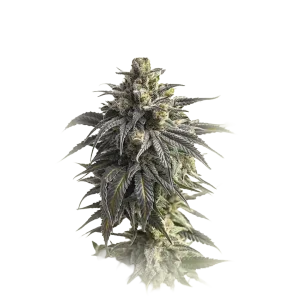 Cookies Monster