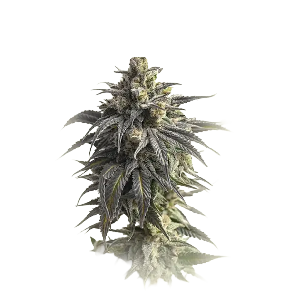 Cookies Monster