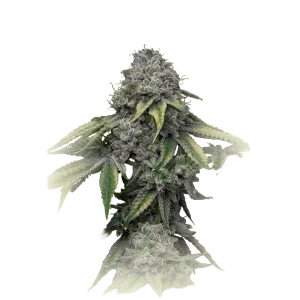 Cookies'n Sour