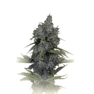 Cookies'n Sour Auto