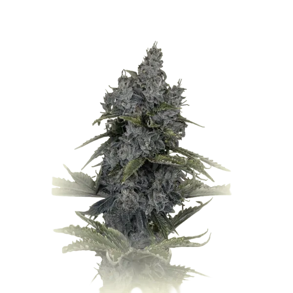 Cookies'n Sour Auto