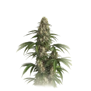Critical Auto CBD
