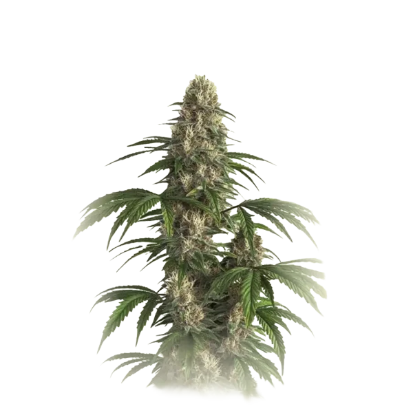 Critical Auto CBD