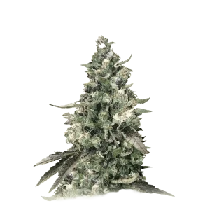 Critical Bilbo
