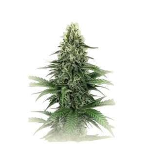 Critical CBD