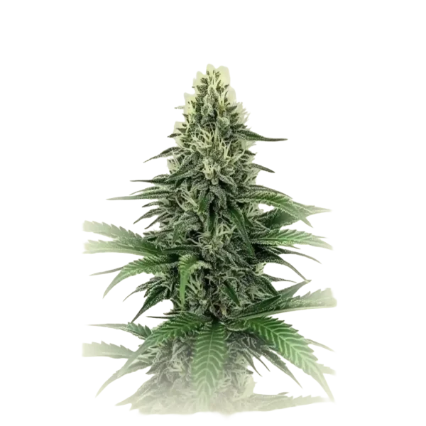 Critical CBD