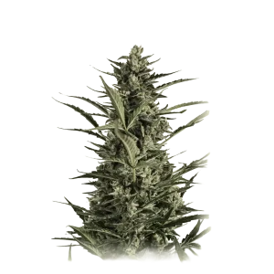 Critical Jack