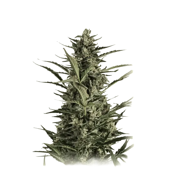 Critical Jack