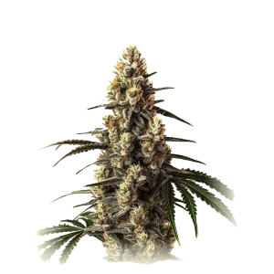 Critical Kush
