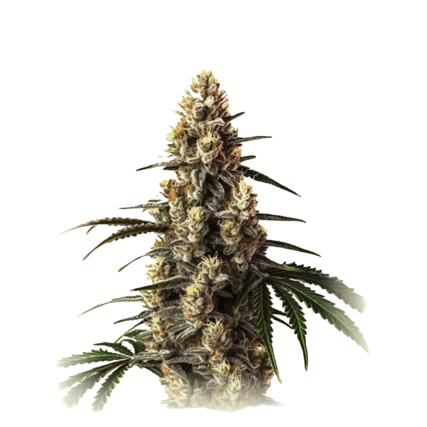 Critical Kush